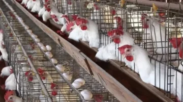 تحديث أسعار.. بورصة الدواجن للفراخ البيضاء الإثنين 22 ديسمبر 2025